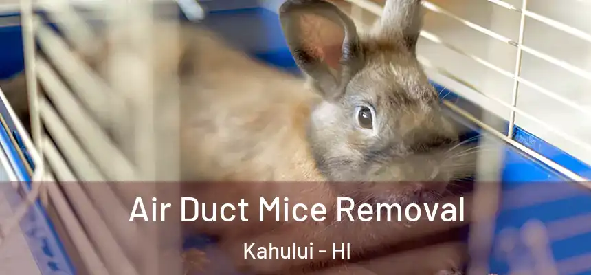 Air Duct Mice Removal Kahului - HI