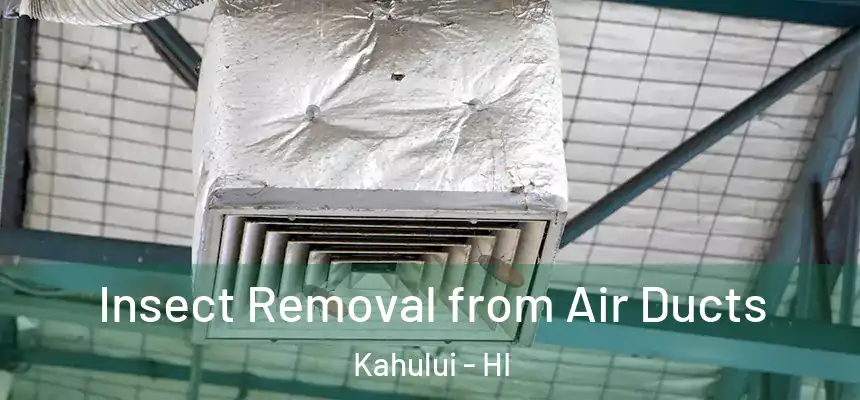 Insect Removal from Air Ducts Kahului - HI
