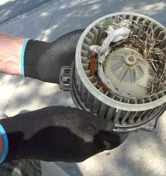 About Air Duct Mice Removal in Kahului, HI